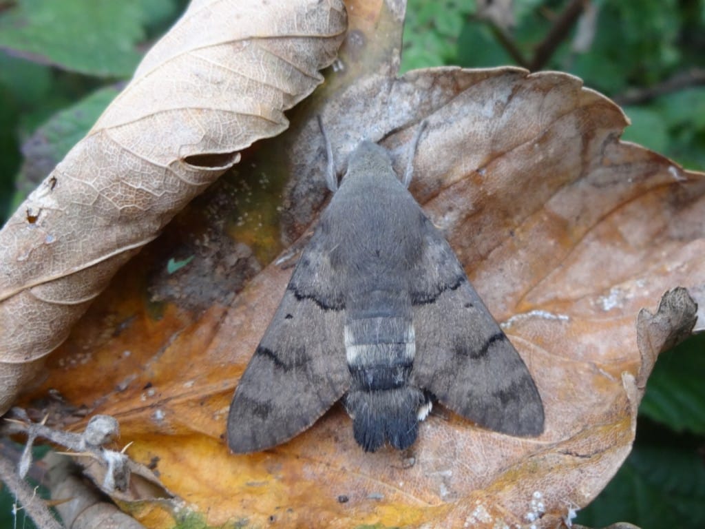 Hummingbird Hawkmoth, by Andy Hood