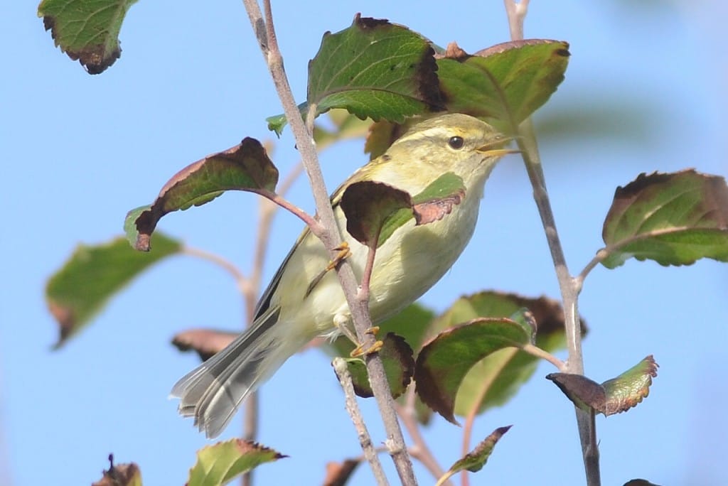 Yellow-browed Warbler, Old Fall, by Andy Hood