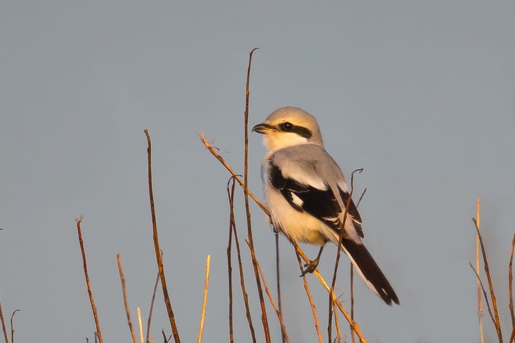 Great Grey Shrike, Cattlemere, by Andrew Allport