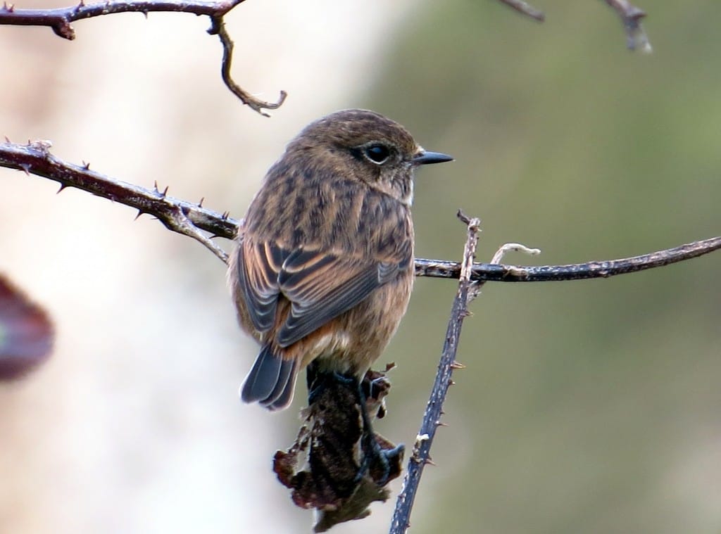 Stonechat, Thornwick, by Brett Richards