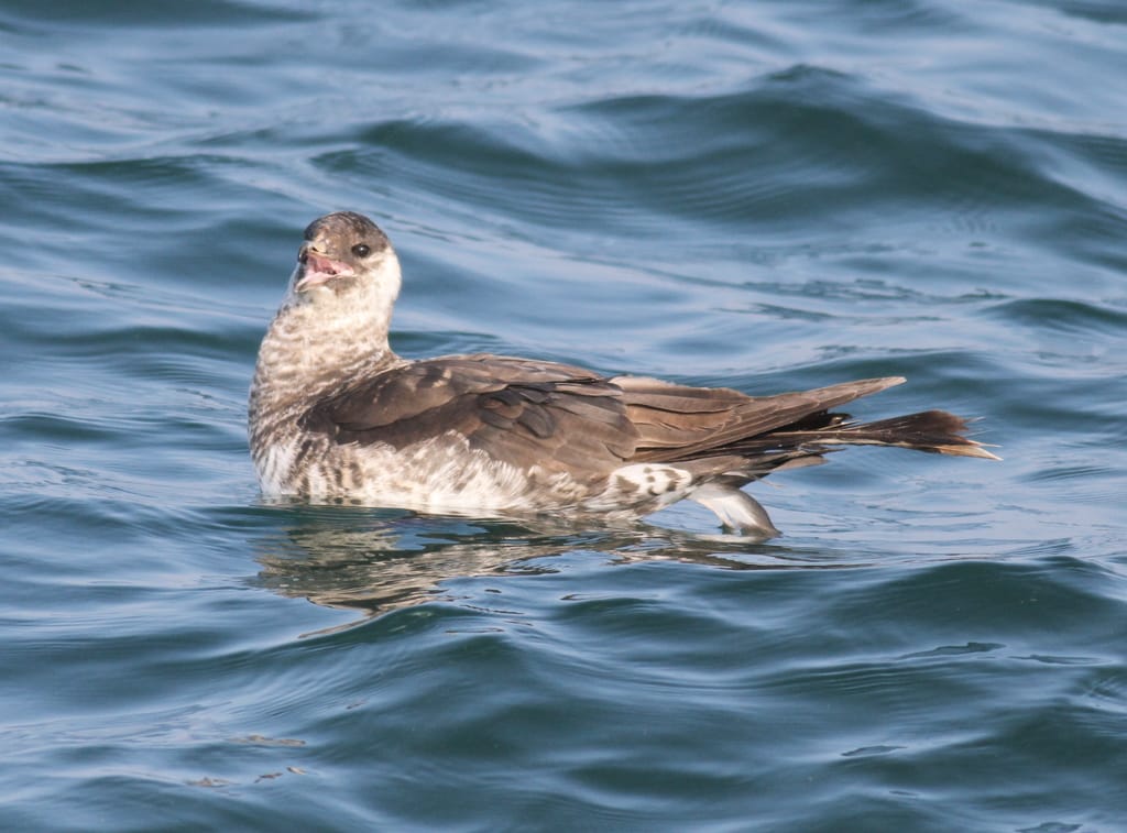 Pomarine Skua, off Headland, by Chrys Mellor