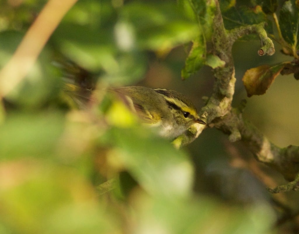 Pallas's Warbler, Old Fall, by Mark Robinson