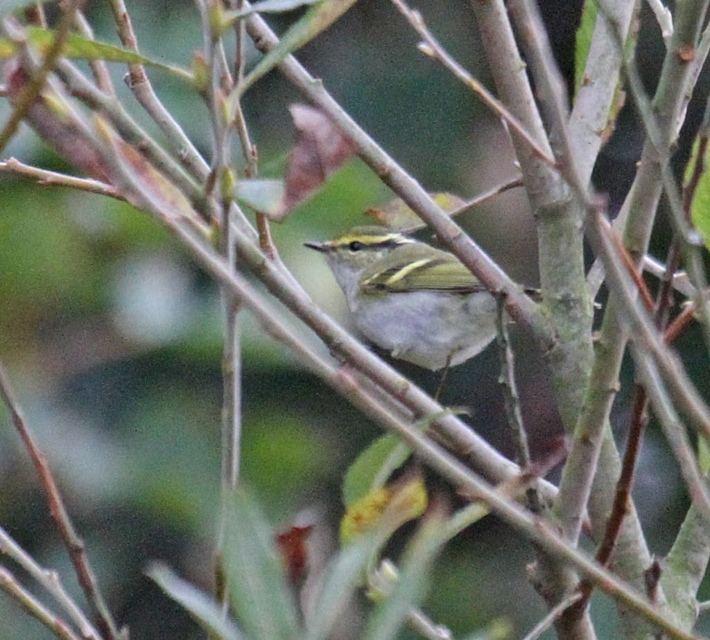 Pallas's Warbler, Old Fall, by Lee Johnson