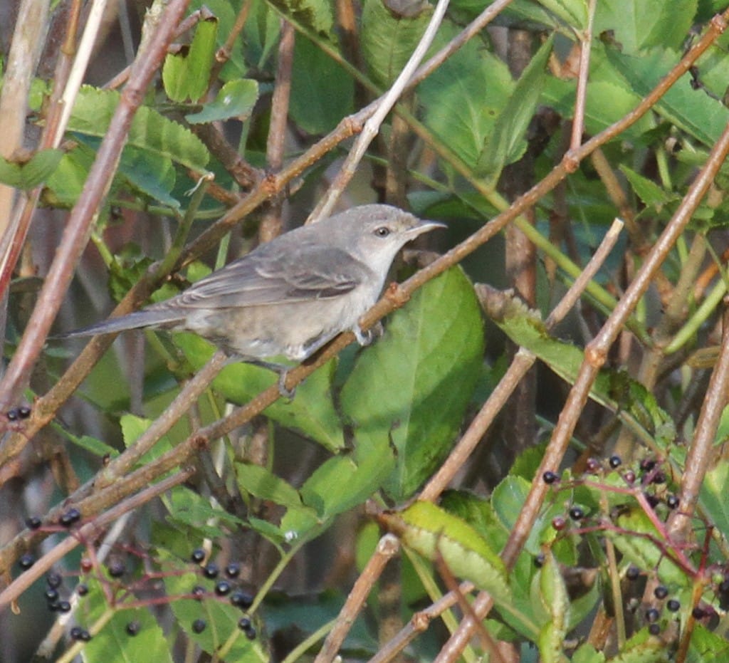Barred Warbler, Bay Brambles, by Lee Johnson