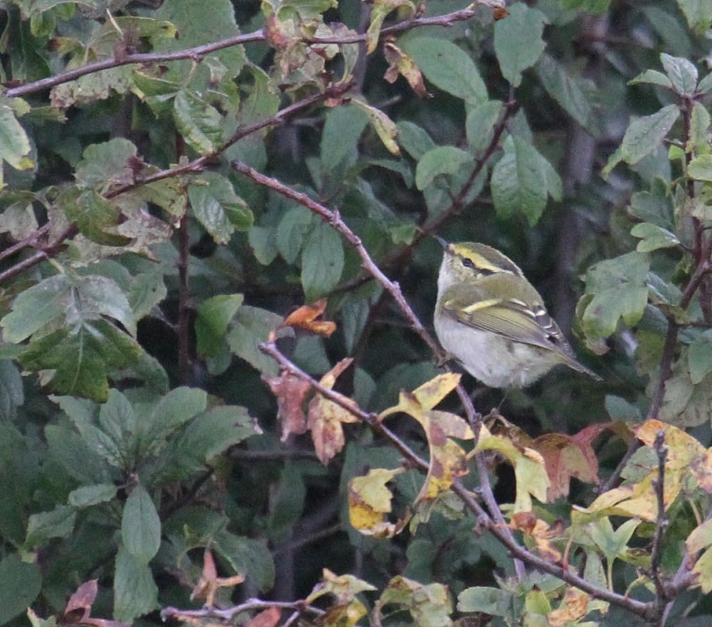 Pallas's Warbler, Buckton, by Lee Johnson