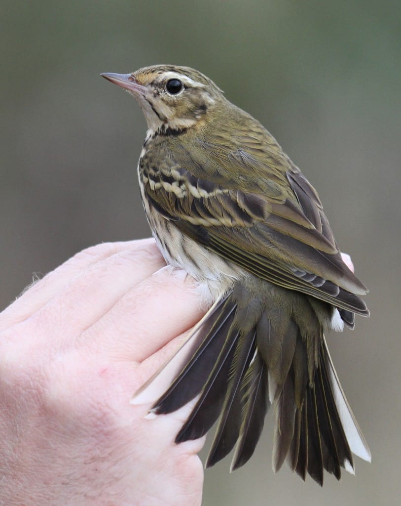 Olive-backed Pipit, Buckton, by Lee Johnson