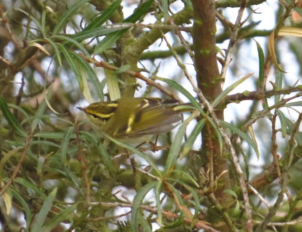 Pallas's Warbler, Old Fall Hedge, by Brett Richards