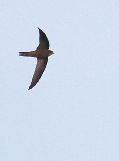 Pallid Swift, Outer Head, by Lee Johnson
