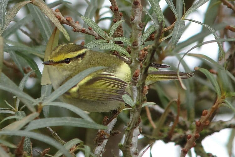 Pallas's Warbler, Old Fall, by Tony Dixon