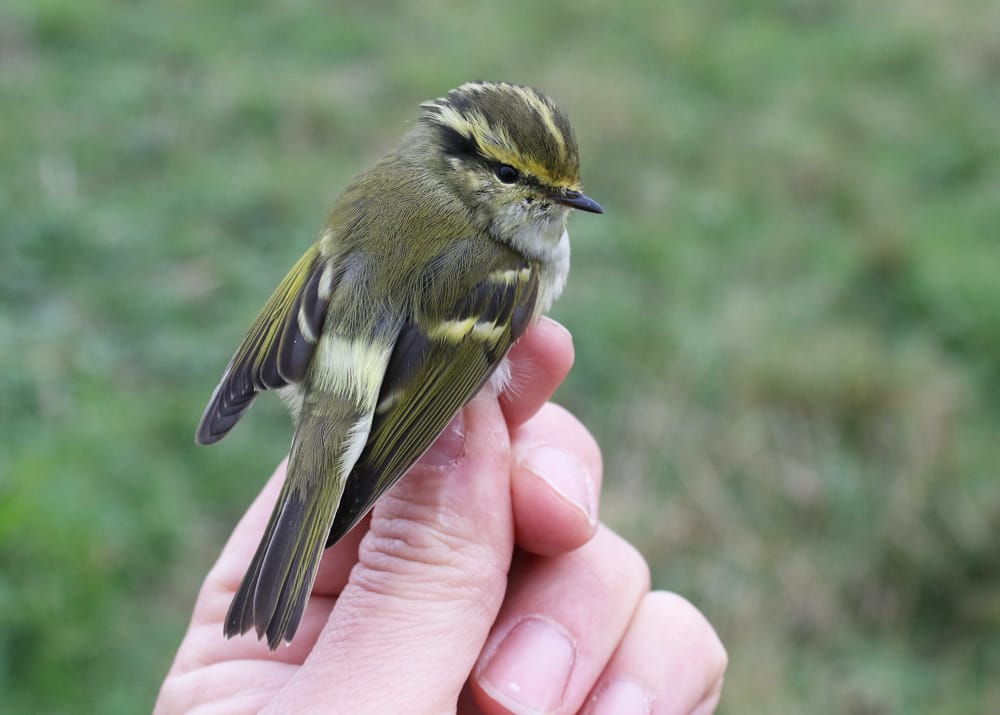 Pallas's Warbler ringed at Buckton, by Mark Thomas