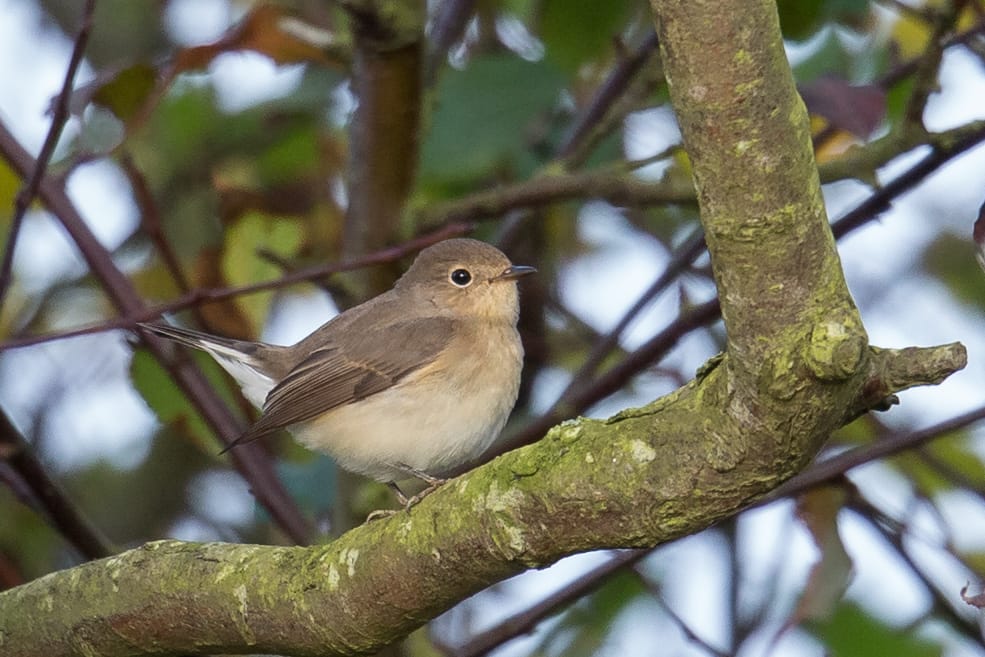 Red-breasted Flycatcher, Old Fall, by Andrew Allport