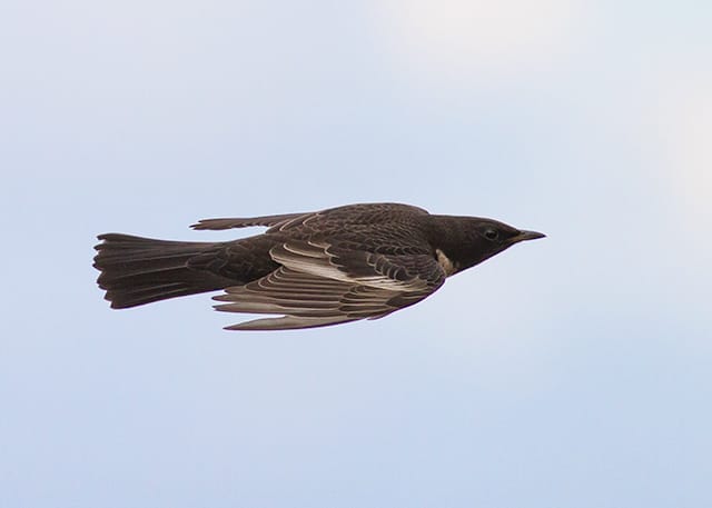 Ring Ouzel, Old Fall, by Colin Scott