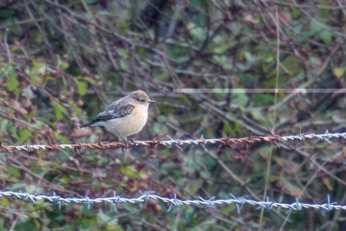Siberian Stonechat, Gorse Field, by Andrew Allport