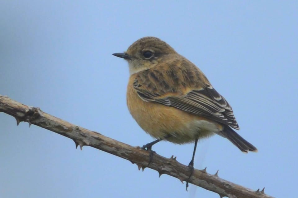 Siberian Stonechat, Cattlemere, by Andy Hood