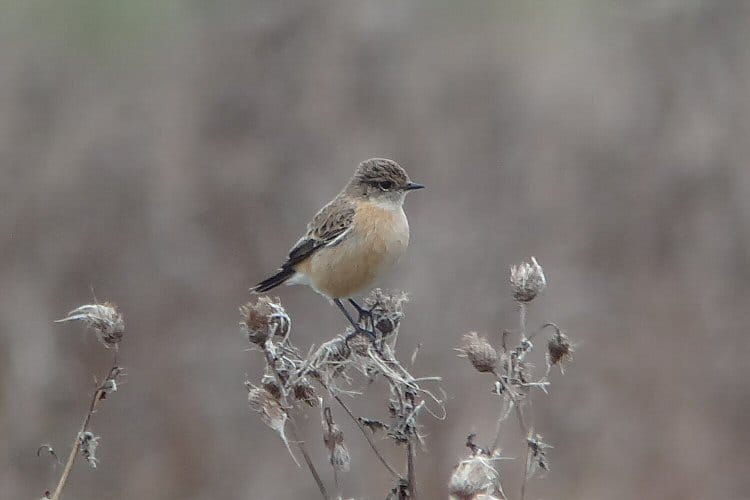 Siberian Stonechat, Cattlemere, by Tony Dixon