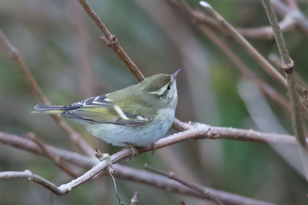 Hume's Warbler, Bay Brambles by Lighthouse, by Andrew Allport