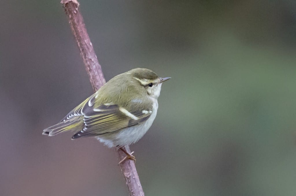 Hume's Warbler, Lighthouse, by Andrew Allport