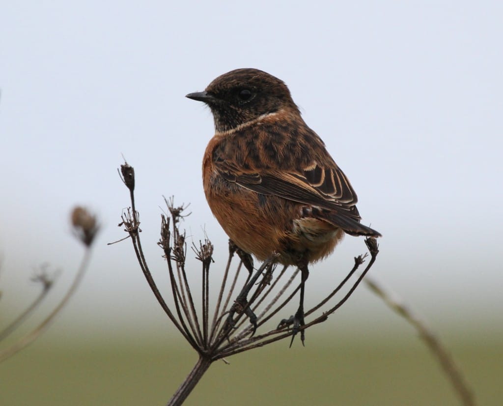 Stonechat, Flamborough, by Andy Malley