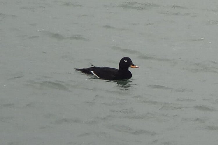 Velvet Scoter, off Old Fall, by Tony Dixon