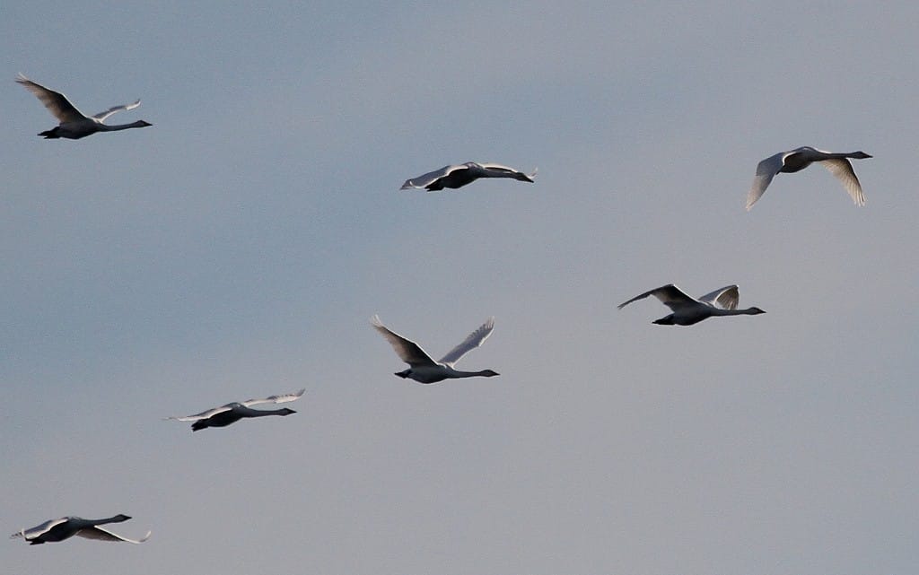 Whooper Swans, Outer Head, by Andy Malley