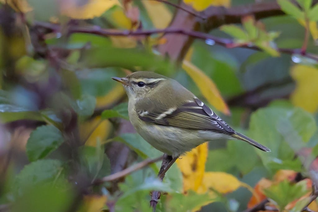 Yellow-browed Warbler, Outer Head, by Andrew Allport