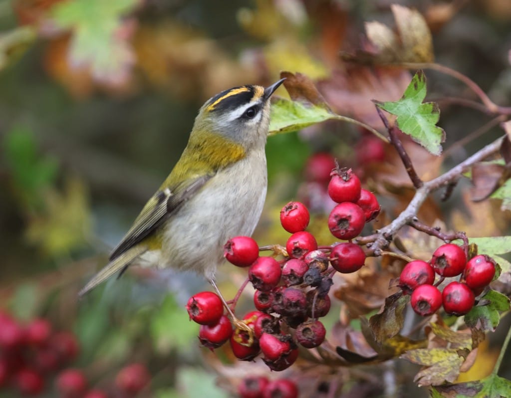 Firecrest, Buckton, by Paul Reed