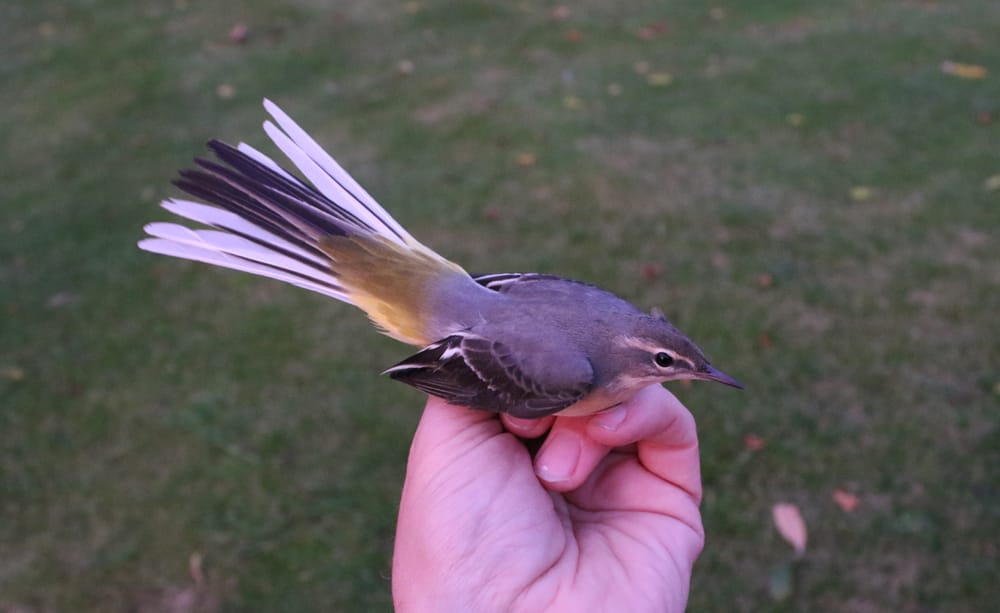 Grey Wagtail, Buckton, by Mark Thomas