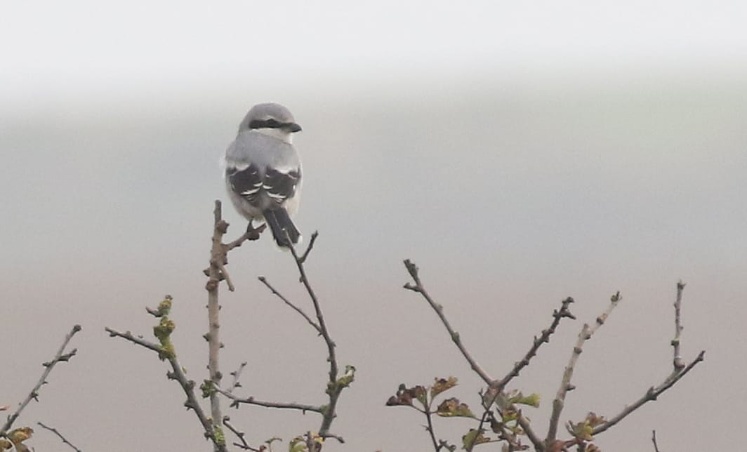 Great Grey Shrike, Buckton by Mark Thomas