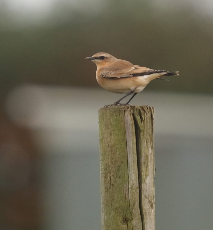 Wheatear, Buckton, by Paul Reed