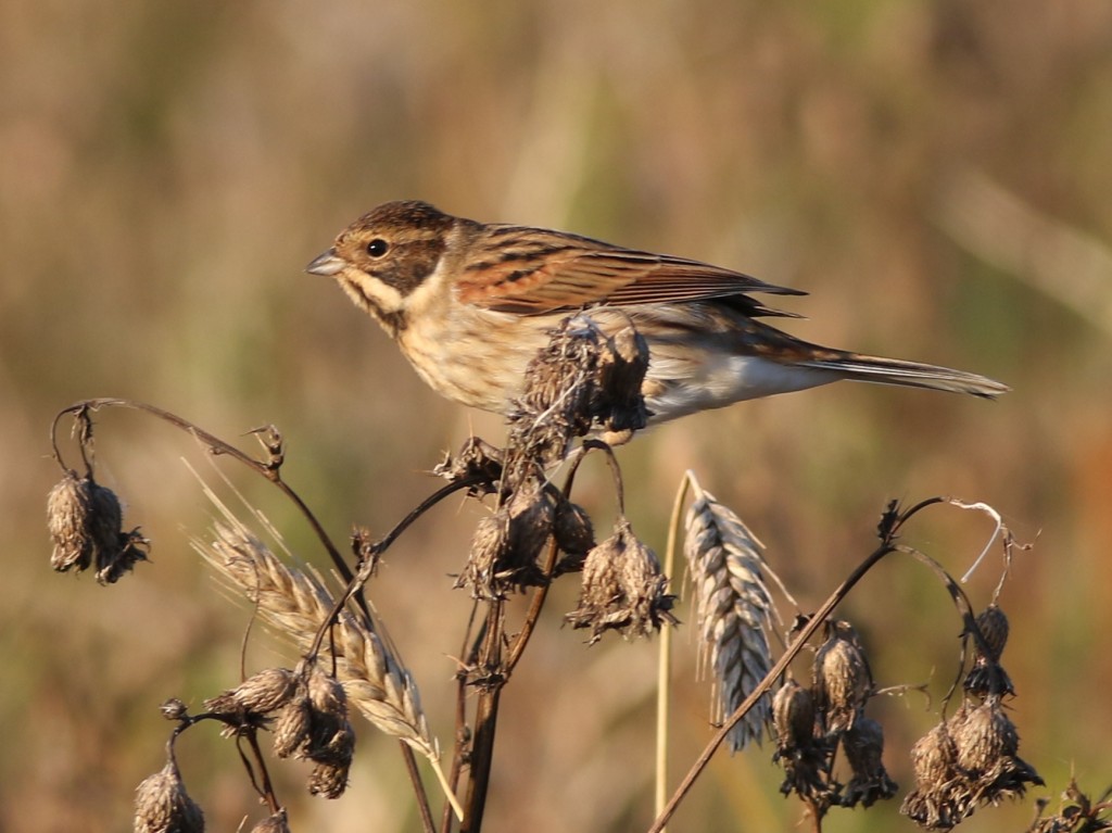 Reed Bunting, Outer Head, by Craig Thomas
