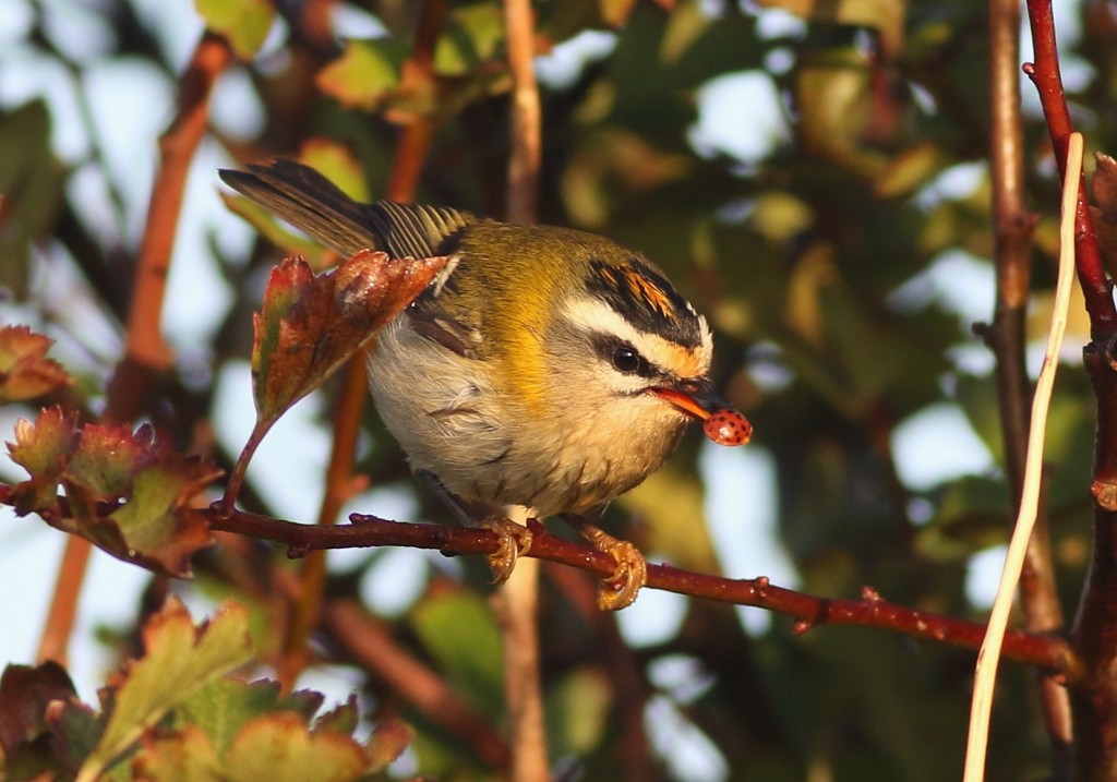 Firecrest, Outer Head, by Craig Thomas