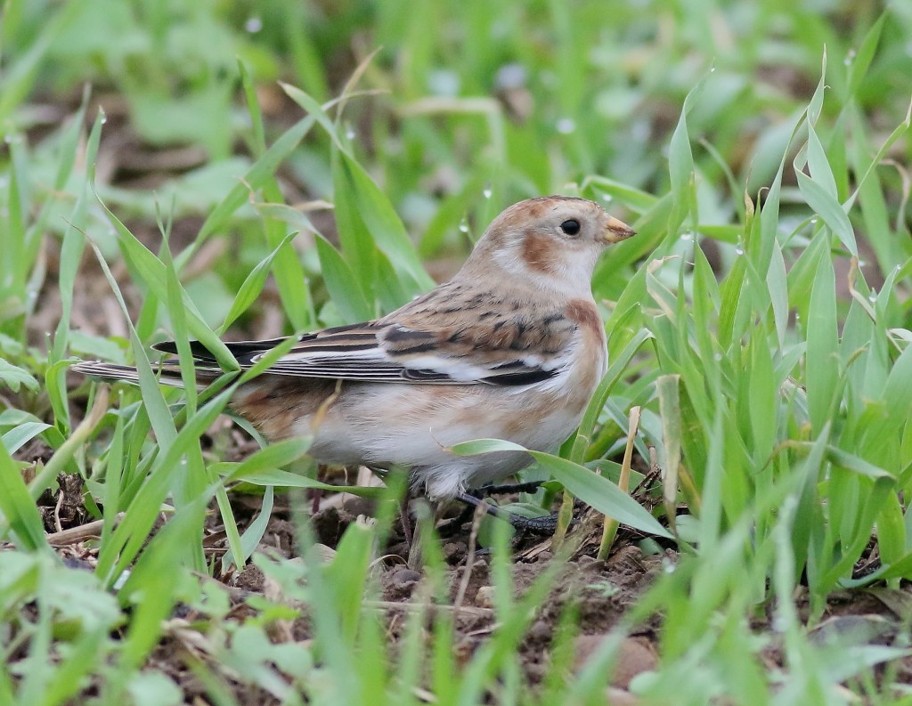 Snow Bunting, Old Fall cliff top, by Craig Thomas
