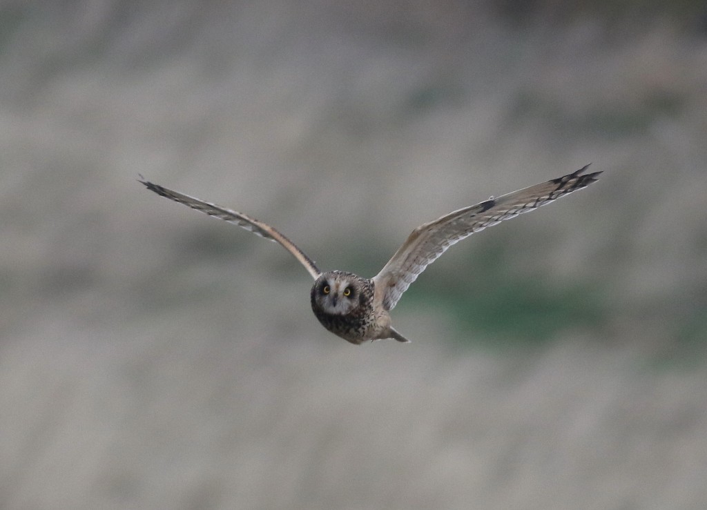 Short-eared Owl, Thornwick Pool, by Craig Thomas