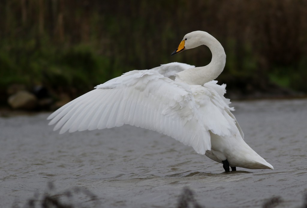 Whooper Swan, Thornwick Pools, by Craig Thomas