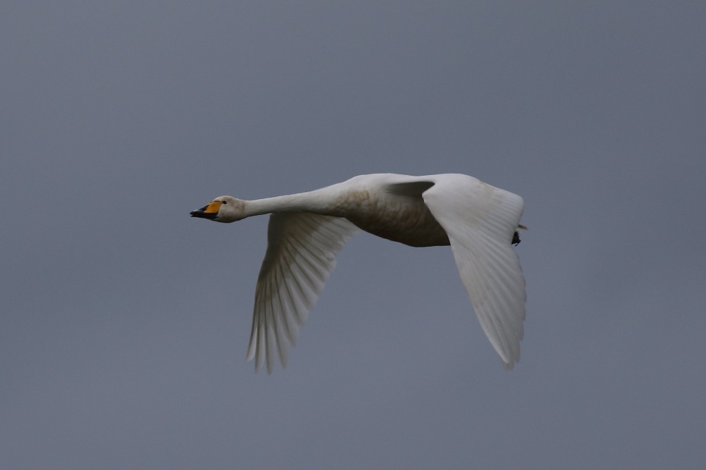Whooper Swan, Flamborough, by Craig Thomas
