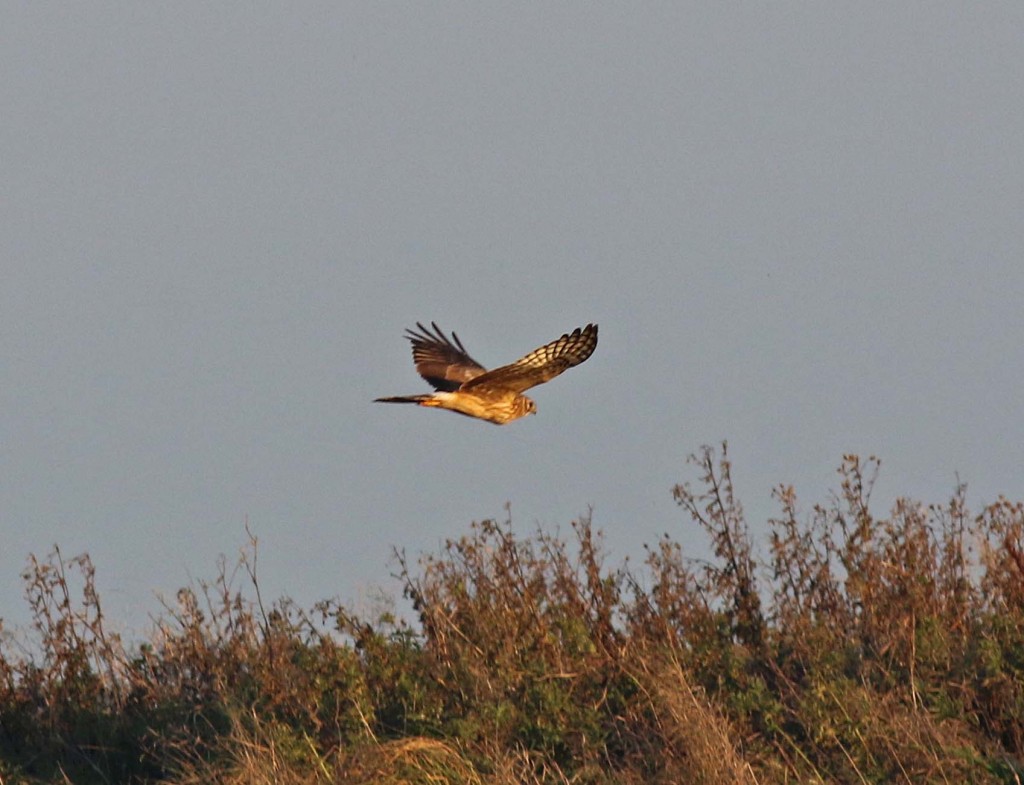 Hen Harrier, Bempton Cliffs RSPB, by John Beaumont