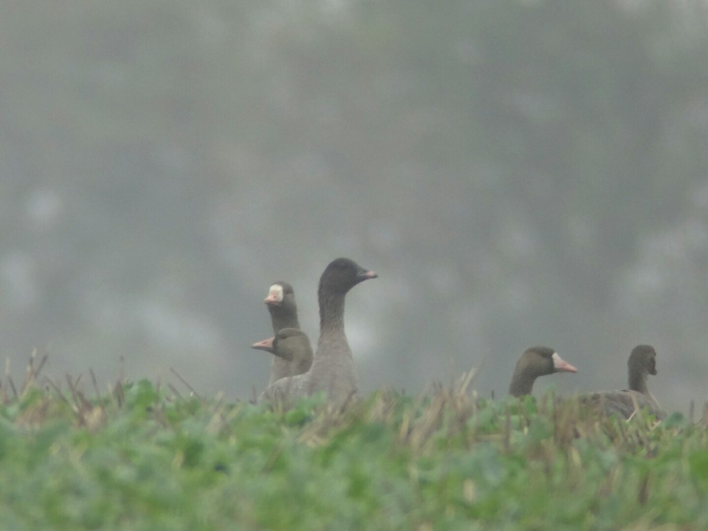 White-fronted & Pink-footed Geese, Oceanview, by Andy Hood