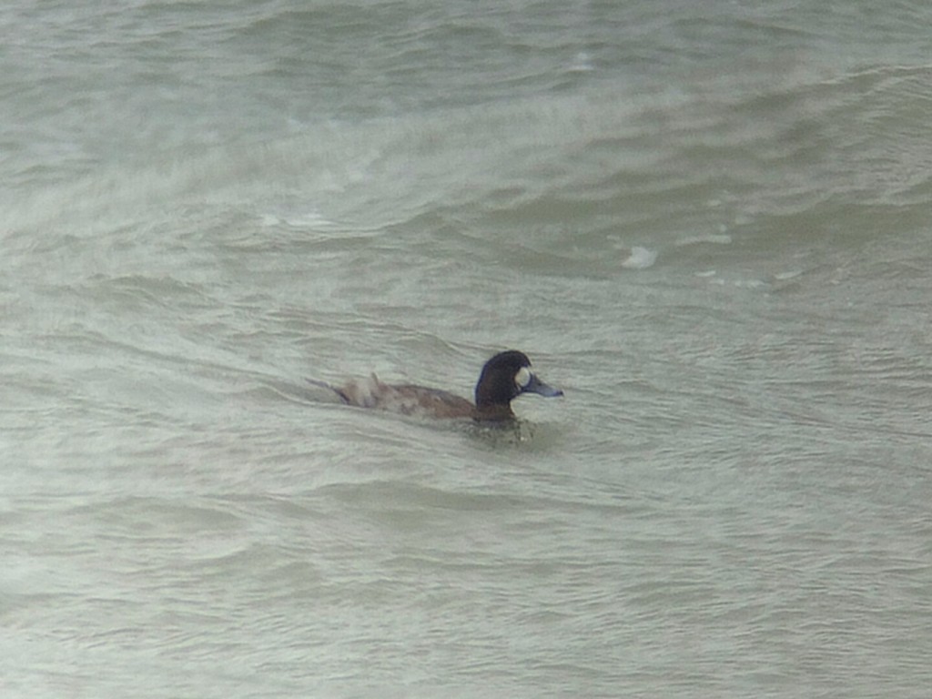 Scaup, South Landing, by Andy Hood