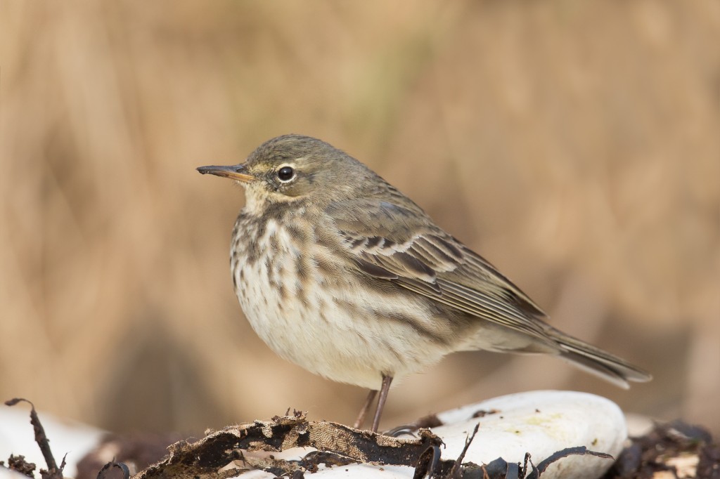 Rock Pipit, South Landing, by Andrew Allport