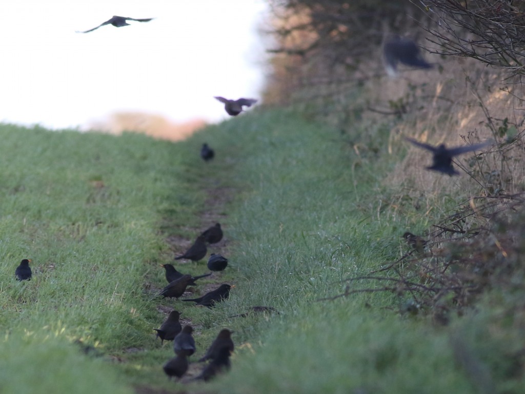 Blackbirds, Old Fall Hedge, by Craig Thomas
