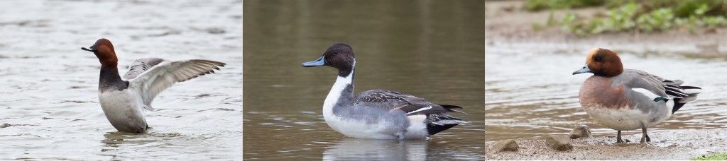 Pochard, Pintail, Wigeon, Thornwick Pool, by Andrew Allport