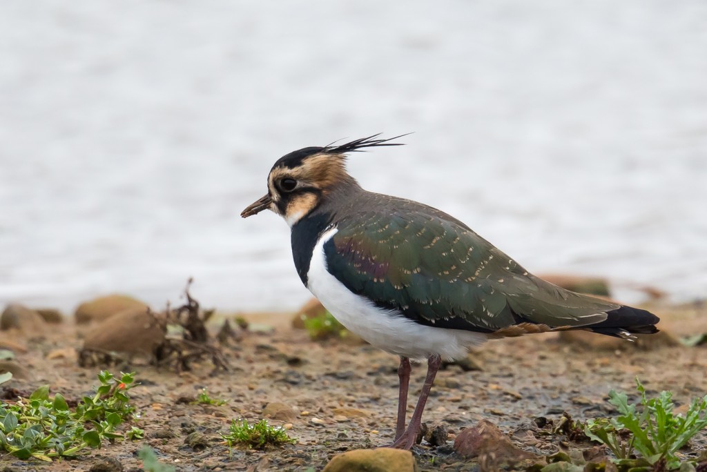 Lapwing, Thornwick Pool, by Andrew Allport