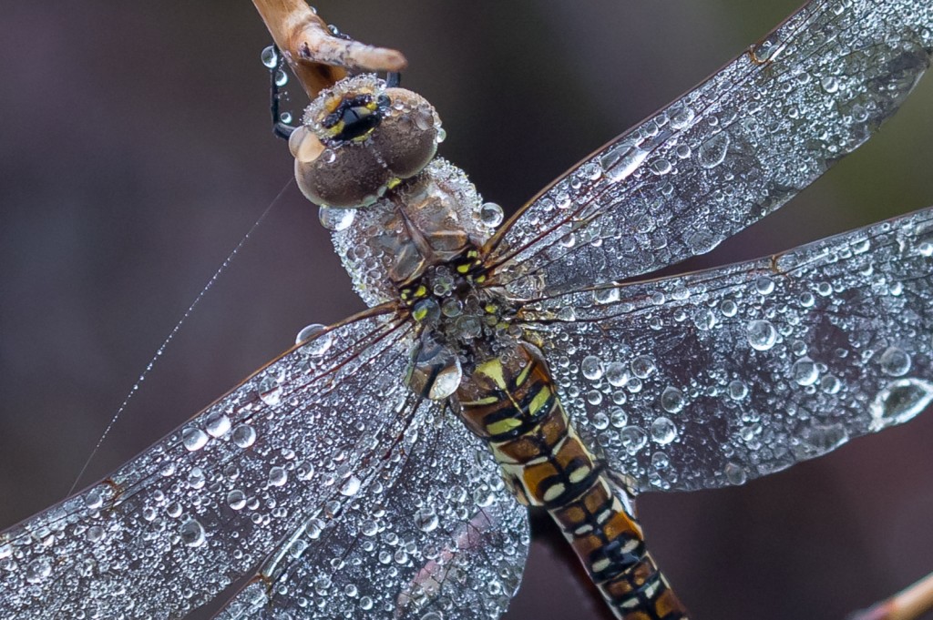 Migrant Hawker, by Andrew Allport