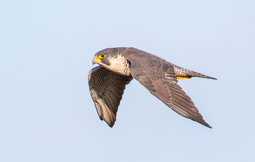 Peregrine, Outer Head, by Andrew Allport