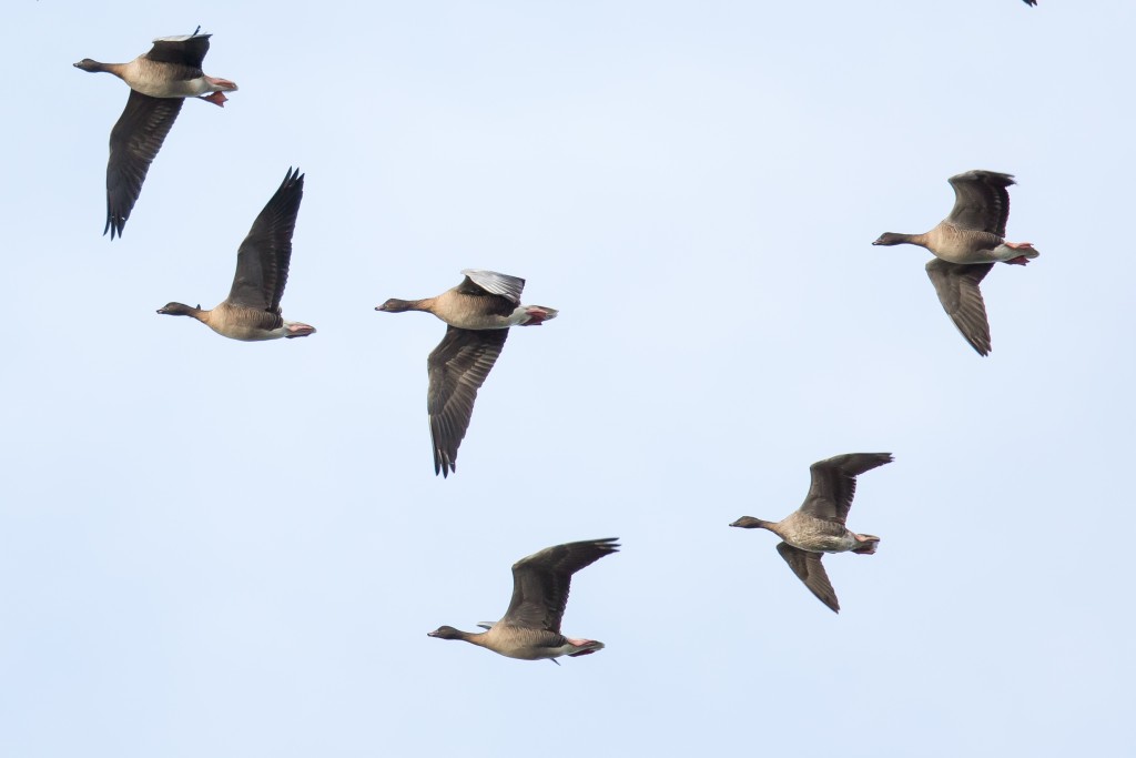 Pink-footed Geese, Outer Head, by Andrew Allport