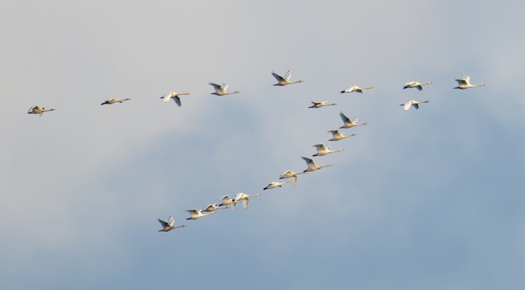 Whooper Swans, Outer Head, by Andrew Allport