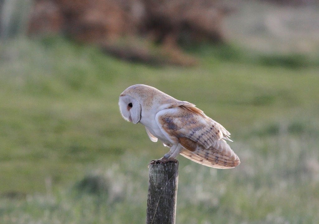 Barn Owl, Thornwick, by Craig Thomas
