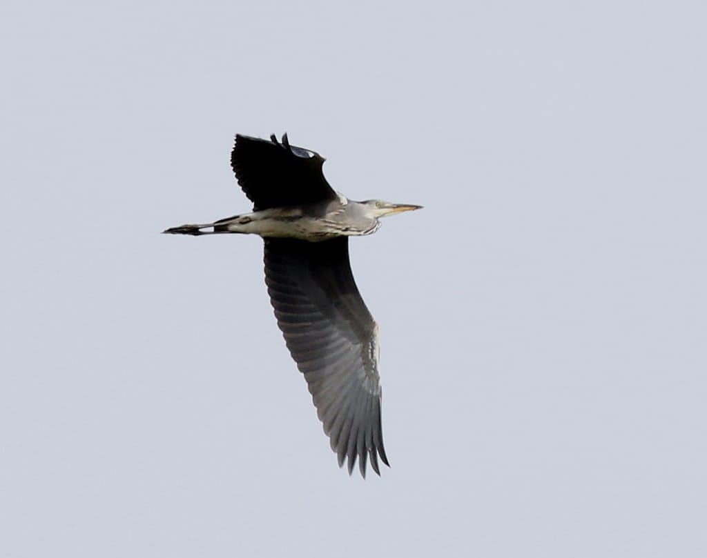 Grey Heron, Flamborough, by Craig Thomas