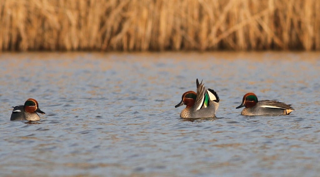 Teal, Thornwick Pools, by Craig Thomas