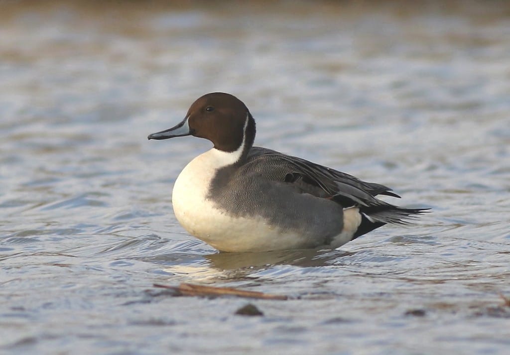 Pintail, Thornwick Pools, by Craig Thomas